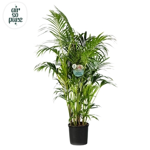 KENTIA - P34 H200 - 15PP - Air So Pure (Howea forsteriana)