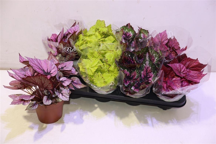 <h4>Beg Bel Gem</h4>