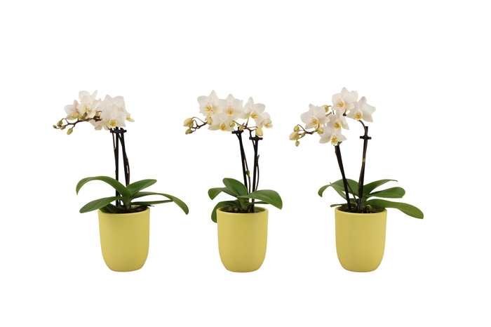 <h4>Hugo Citrus Tiny Dolls Wit 2T12+ Aqu@</h4>