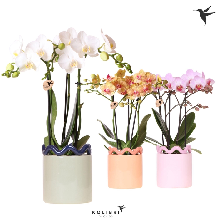 <h4>Kolibri Orchids Phalaenopsis mix 3 spike in Funky pot mix</h4>