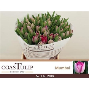 Tu [coas] Du Mumbai