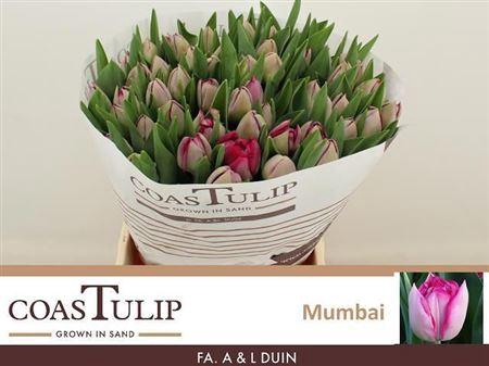 <h4>Tu [coas] Du Mumbai</h4>