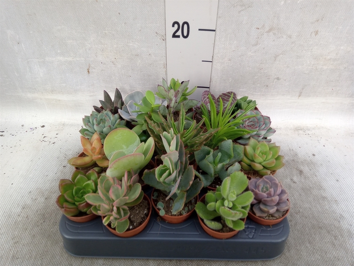 <h4>Succulents   ...</h4>