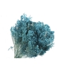 Broom Bloom Blue Light