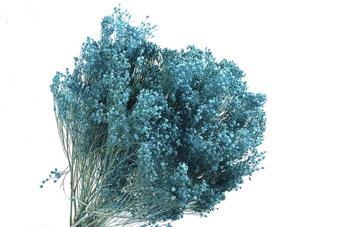 Broom Bloom Blue Light