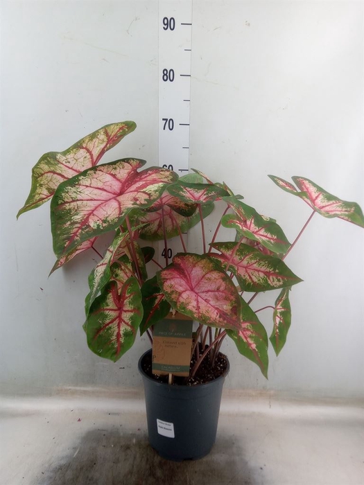 <h4>Caladium   ...</h4>