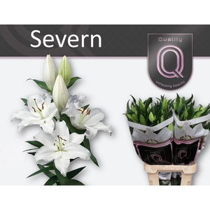 LI OR SEVERN 4+