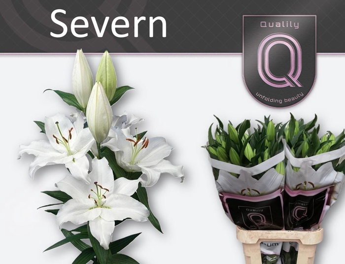 <h4>LI OR SEVERN 4+</h4>
