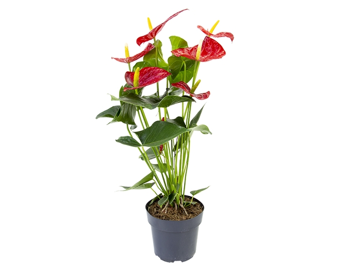 ANTHURIUM OREGON P17 VERMELHO