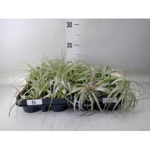 Tillandsia xerographica