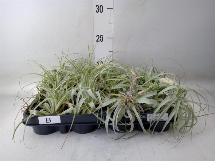 <h4>Tillandsia xerographica</h4>