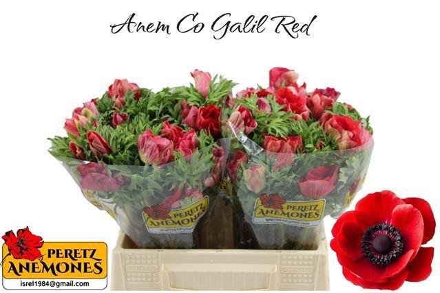 <h4>ANEM CO GALIL ROOD</h4>