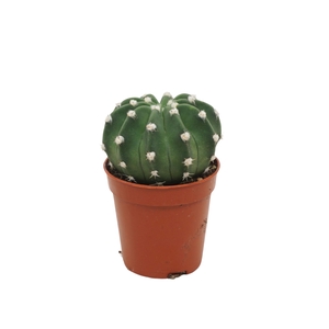Echinopsis oxygona