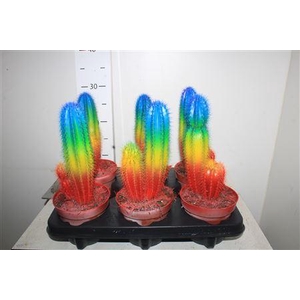 Cactus Special Edition Rainbow