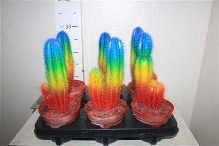 <h4>Cactus Special Edition Rainbow</h4>