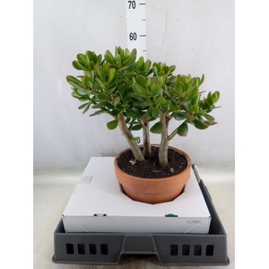 Crassula ovata