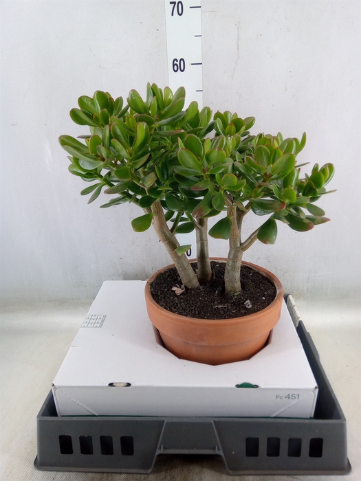 <h4>Crassula ovata</h4>