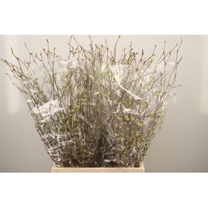 CORYLOPSIS S CYNTHIA 80CM