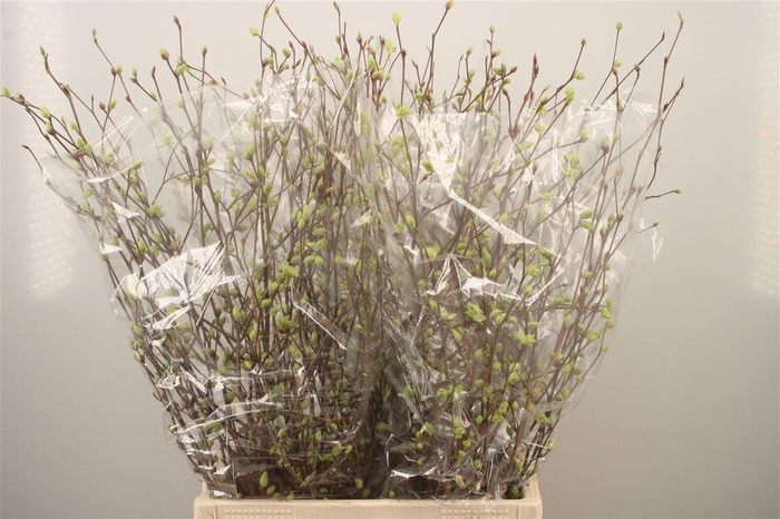 <h4>CORYLOPSIS S CYNTHIA 80CM</h4>