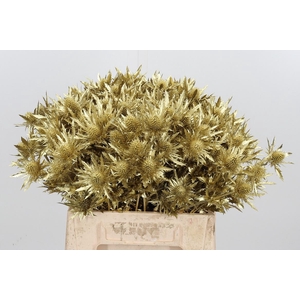 Eryn Orion Kl Bh Goud