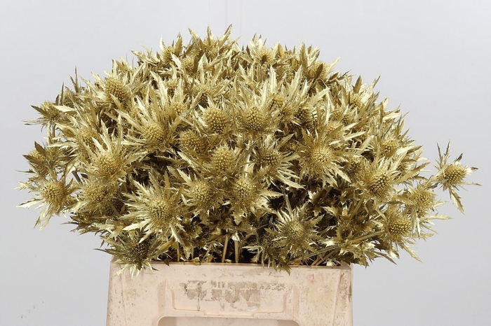 <h4>Eryn Orion Kl Bh Goud</h4>