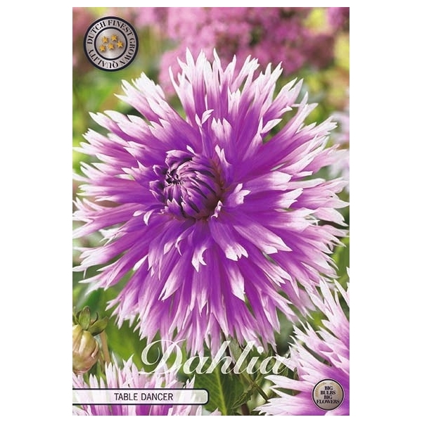 <h4>Dahlia Table Dancer x1</h4>