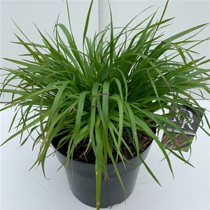 Pennisetum 'Viridescens'