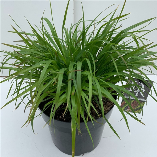 <h4>Pennisetum 'Viridescens'</h4>