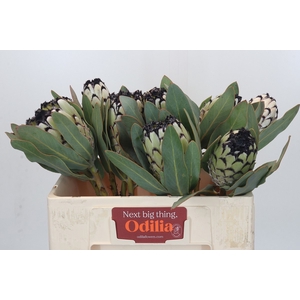 PROTEA M SNO LEOPARD