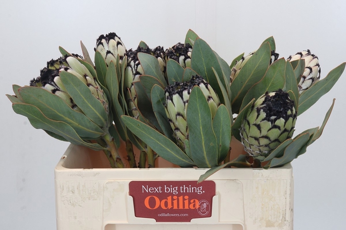 <h4>PROTEA M SNO LEOPARD</h4>