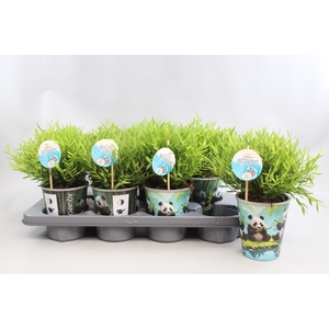 Bamusa Pogonatherum 'Monica' in Aquapot