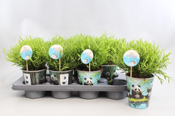 <h4>Bamusa Pogonatherum 'Monica' in Aquapot</h4>