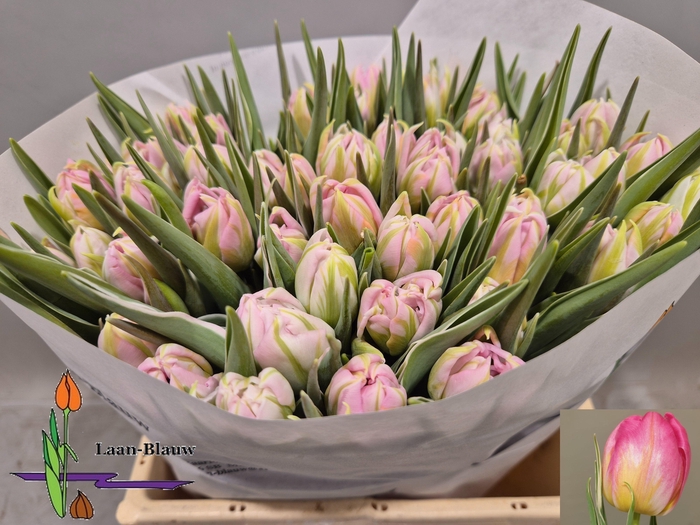 <h4>TU DU DOTCOM</h4>