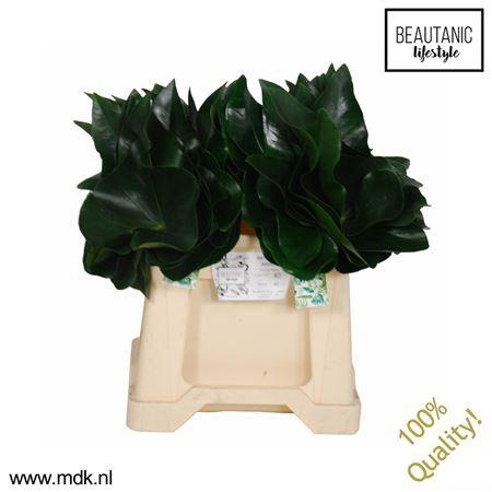 <h4>Anthurium  'Arrow'   ...blad</h4>