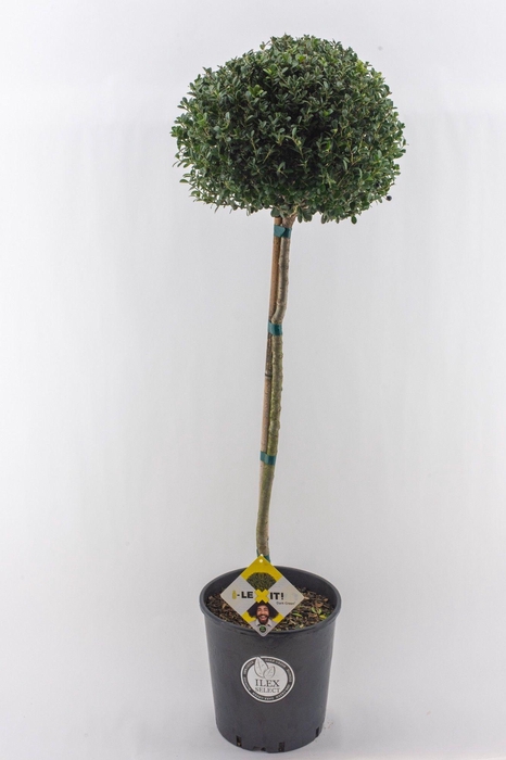 <h4>Ilex crenata Dark Green, P34, Bol op stam 80cm, Bol Ø30cm</h4>