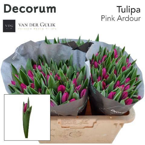 <h4>Tu En Pink Ardour</h4>