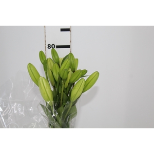 LIRIO RODENGO 080 CM HT 2/3 FLS BRANCO
