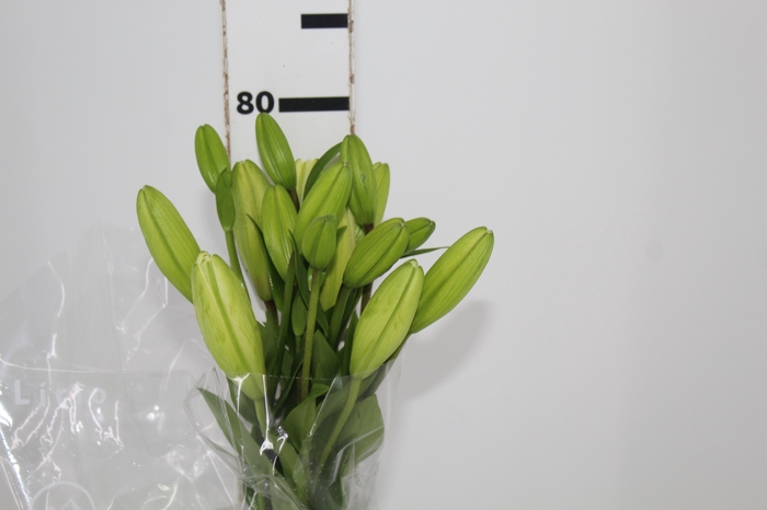 <h4>LIRIO RODENGO 080 CM HT 2/3 FLS BRANCO</h4>