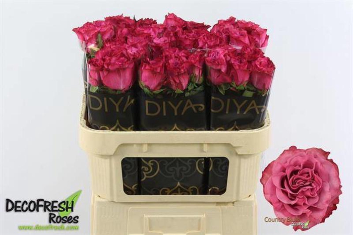 <h4>R Gr Country Blues Extra Diya</h4>