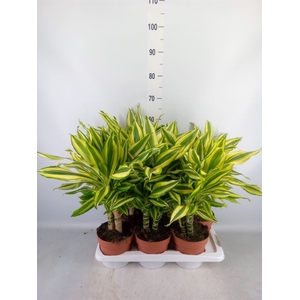 Dracaena frag.   ...