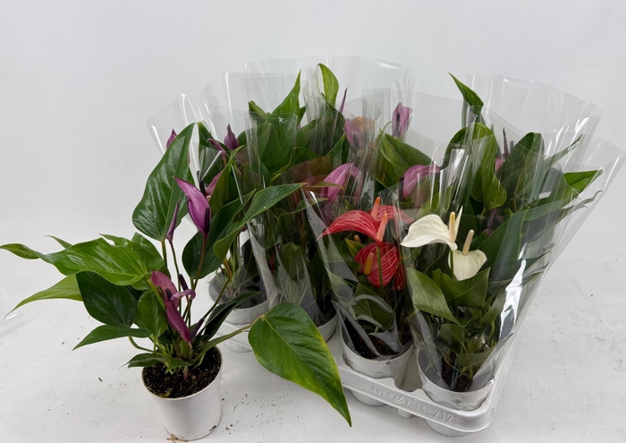 <h4>ANTHU AN GEM</h4>