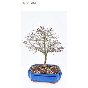 Acer palmatum kiyohime, pot 26cm.