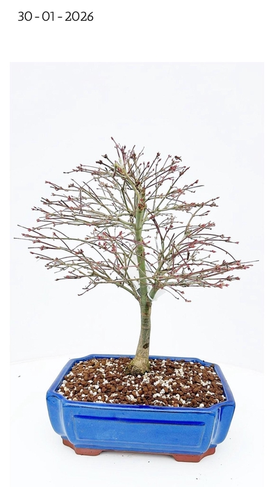 <h4>Acer palmatum kiyohime, pot 26cm.</h4>