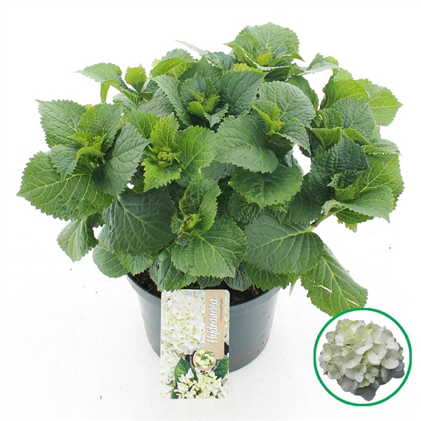 <h4>Hydrangea macr. Wit C5 (23cm.) Kn.</h4>