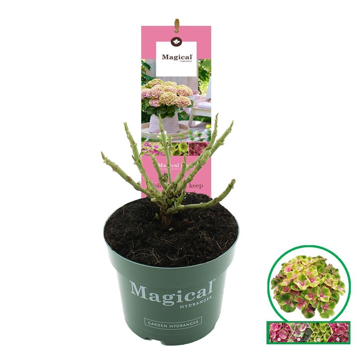 <h4>Hydrangea macr. Magical® 'Jewel'® Roze C2 (17cm.)</h4>