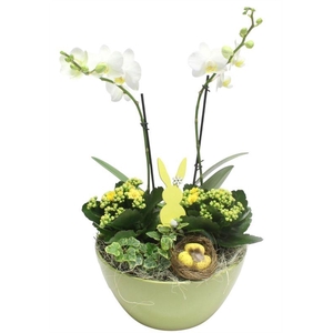 0395 DIDO GREEN PHALEANOP