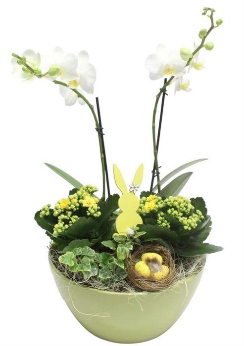 0395 DIDO GREEN PHALEANOP