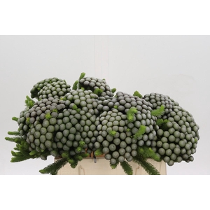 Cape Green Albiflora