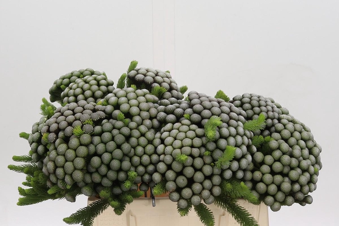 <h4>Cape Green Albiflora</h4>