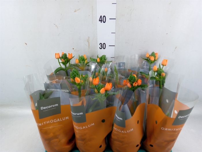 <h4>Ornithogalum dubium</h4>